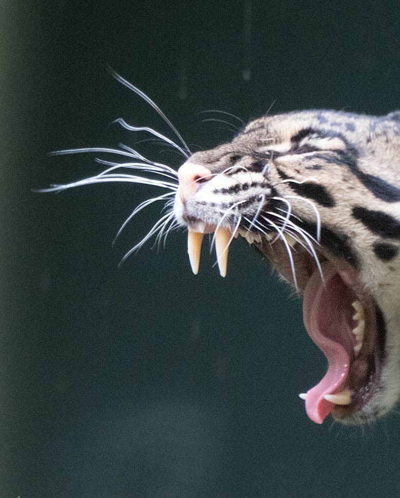 Nebelparder am 10. Juli 2019 in der Außenanlage am Großkatzen-Haus im Zoo Wuppertal