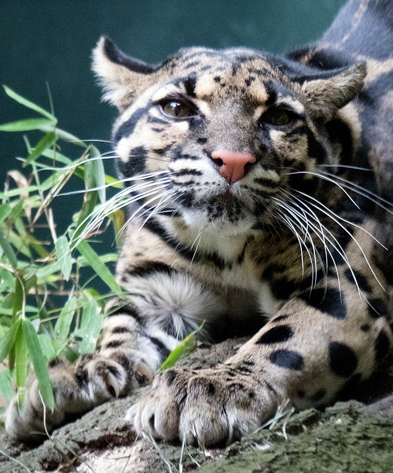 Nebelparder am 10. Juli 2019 in der Außenanlage am Großkatzen-Haus im Grünen Zoo Wuppertal