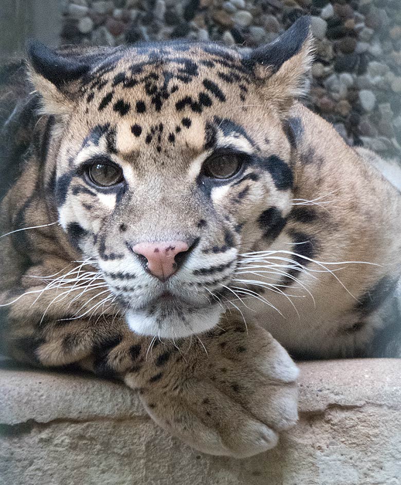 Nebelparder am 10. Juli 2019 in der Außenanlage am Großkatzen-Haus im Zoologischen Garten der Stadt Wuppertal