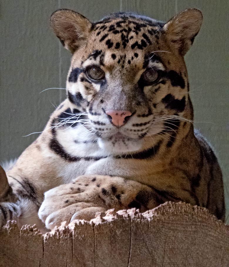 Nebelparder am 10. Juli 2019 in der Außenanlage am Großkatzen-Haus im Wuppertaler Zoo