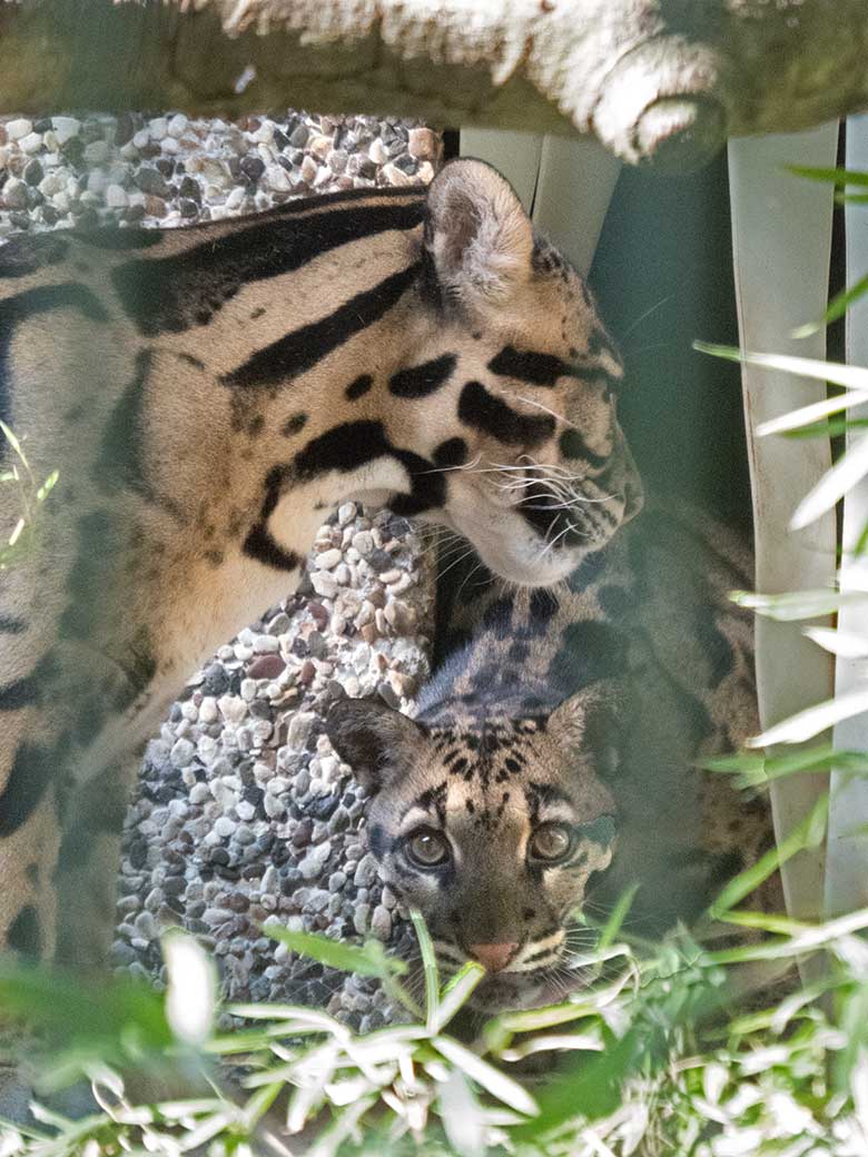 Nebelparder am 27. August 2019 im Außengehege am Großkatzen-Haus im Wuppertaler Zoo