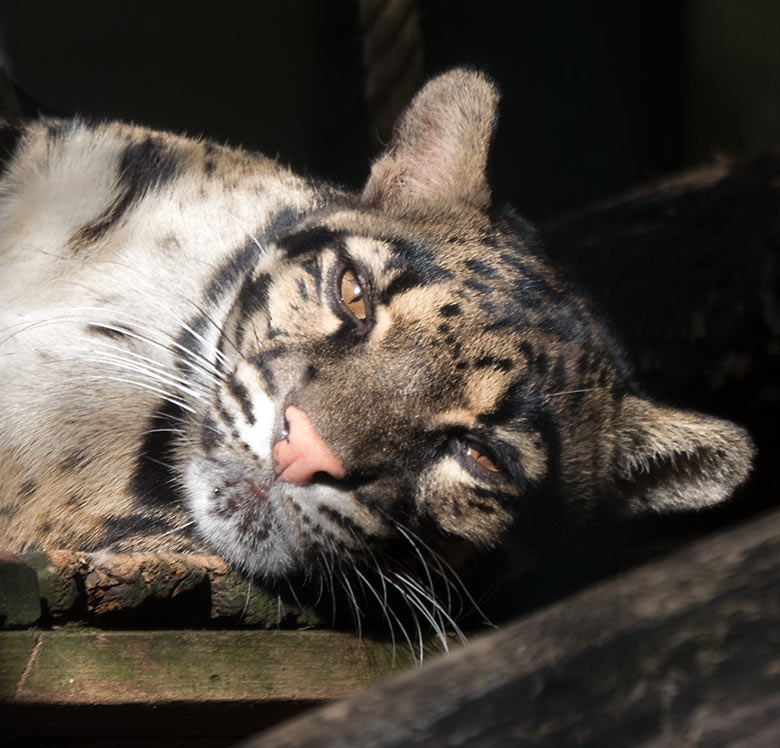 Nebelparder am 30. August 2019 im Außengehege am Großkatzen-Haus im Grünen Zoo Wuppertal