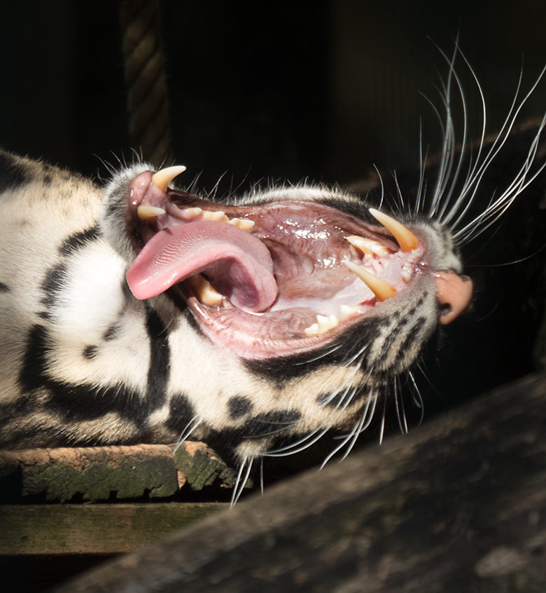 Nebelparder am 30. August 2019 im Außengehege am Großkatzen-Haus im Wuppertaler Zoo