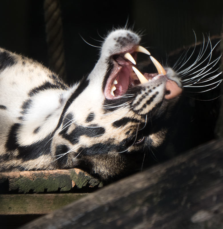 Nebelparder am 30. August 2019 im Außengehege am Großkatzen-Haus im Zoo Wuppertal