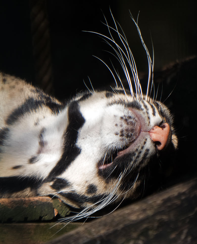 Nebelparder am 30. August 2019 im Außengehege am Großkatzen-Haus im Zoologischen Garten der Stadt Wuppertal