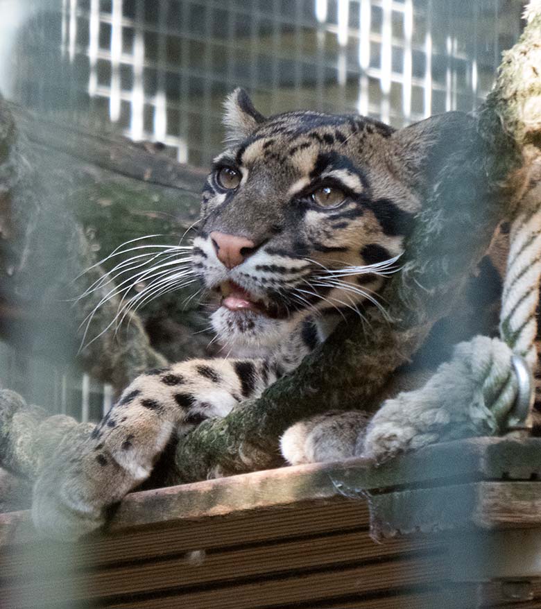 Nebelparder am 30. August 2019 im Außengehege am Großkatzen-Haus im Wuppertaler Zoo