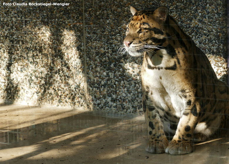 Nebelparder am 31. Oktober 2019 auf der Außenanlage im Grünen Zoo Wuppertal (Foto Claudia Böckstiegel-Wengler)