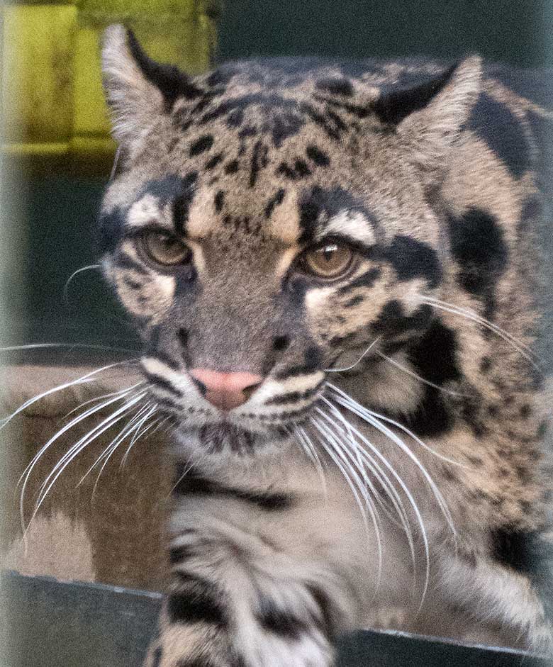 Nebelparder am 25. Februar 2020 auf der Außenanlage am Großkatzen-Haus im Grünen Zoo Wuppertal