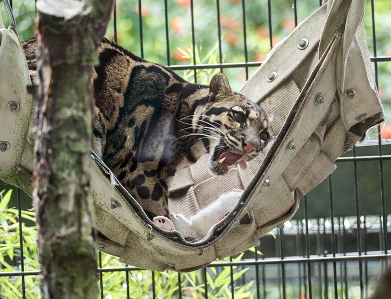 Jüngerer Nebelparder AMBIKA am 27. Juli 2020 im Außengehege am Großkatzen-Haus im Zoologischen Garten Wuppertal