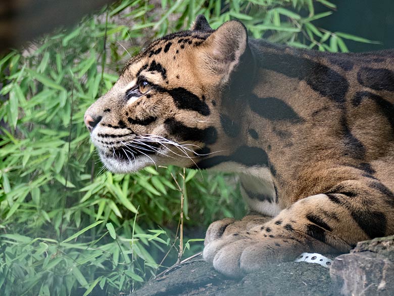 Älterer Nebelparder KAPUAS am 27. Juli 2020 im Außengehege am Großkatzen-Haus im Wuppertaler Zoo