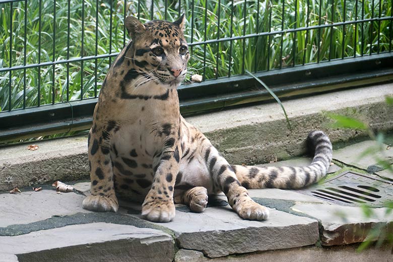 Männlicher Nebelparder KAPUAS am 2. August 2020 auf der Außenanlage am Großkatzen-Haus im Wuppertaler Zoo