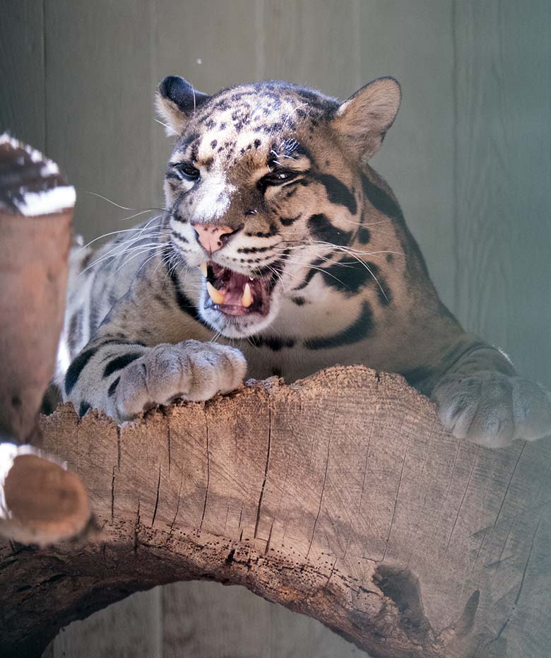 Nebelparder KAPUAS am 6. August 2020 auf der Außenanlage am Großkatzen-Haus im Grünen Zoo Wuppertal