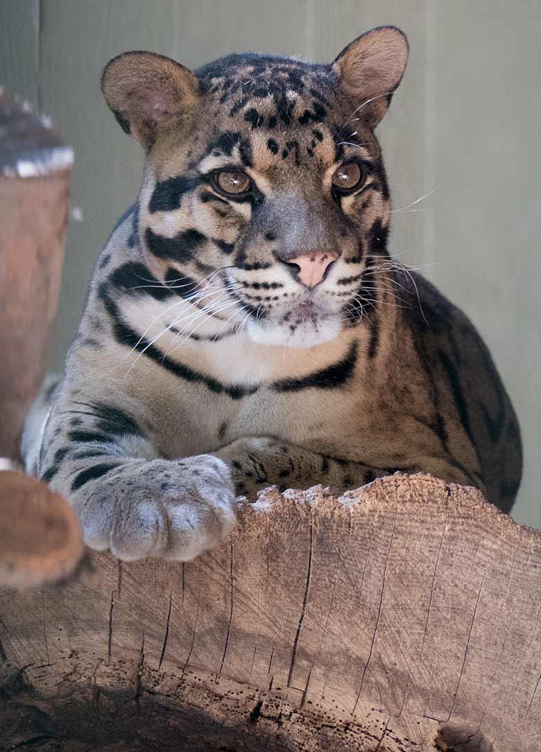 Nebelparder KAPUAS am 6. August 2020 auf der Außenanlage am Großkatzen-Haus im Wuppertaler Zoo