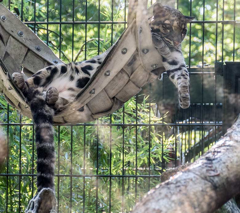 Nebelparderin AMBIKA am 7. August 2020 auf der Außenanlage am Großkatzen-Haus im Grünen Zoo Wuppertal