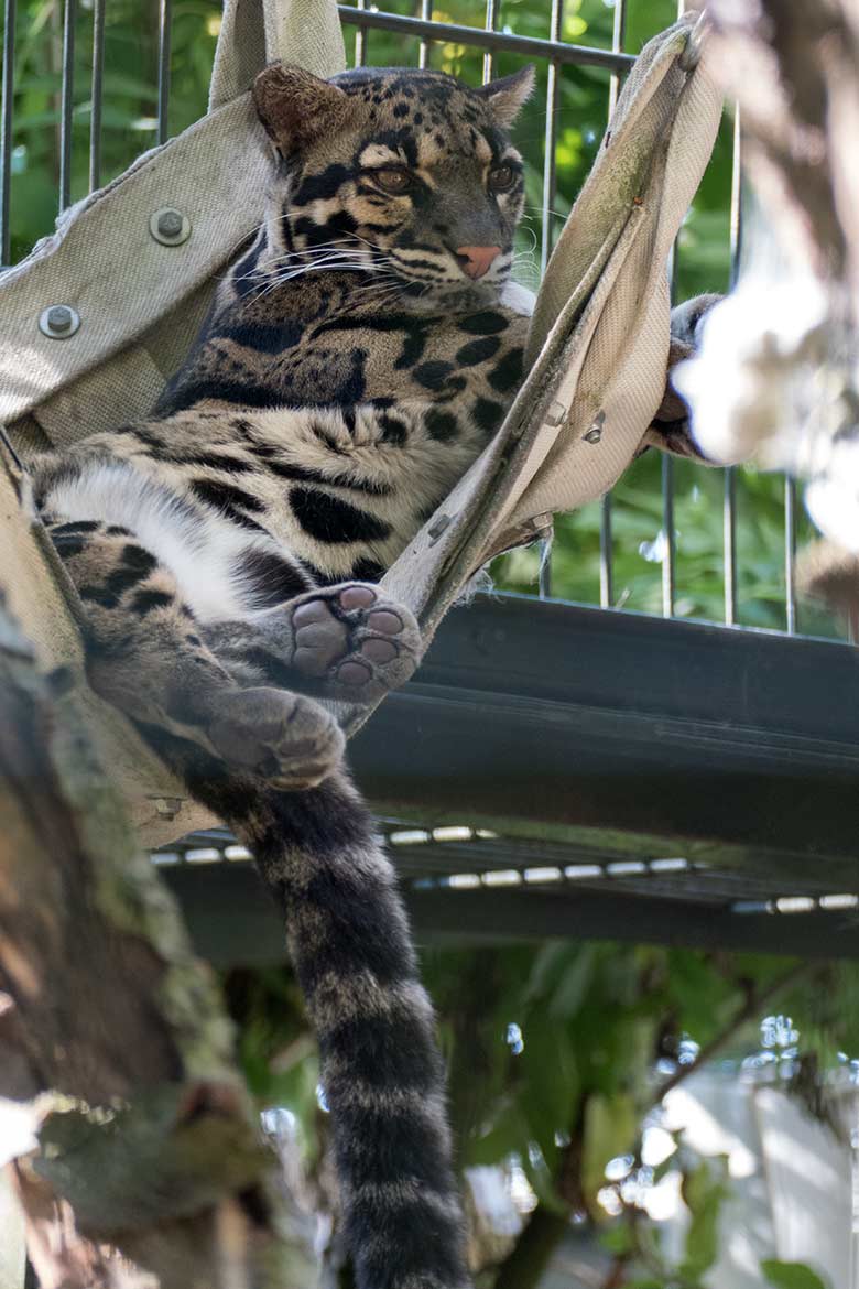 Nebelparderin AMBIKA am 7. August 2020 auf der Außenanlage am Großkatzen-Haus im Zoologischen Garten der Stadt Wuppertal