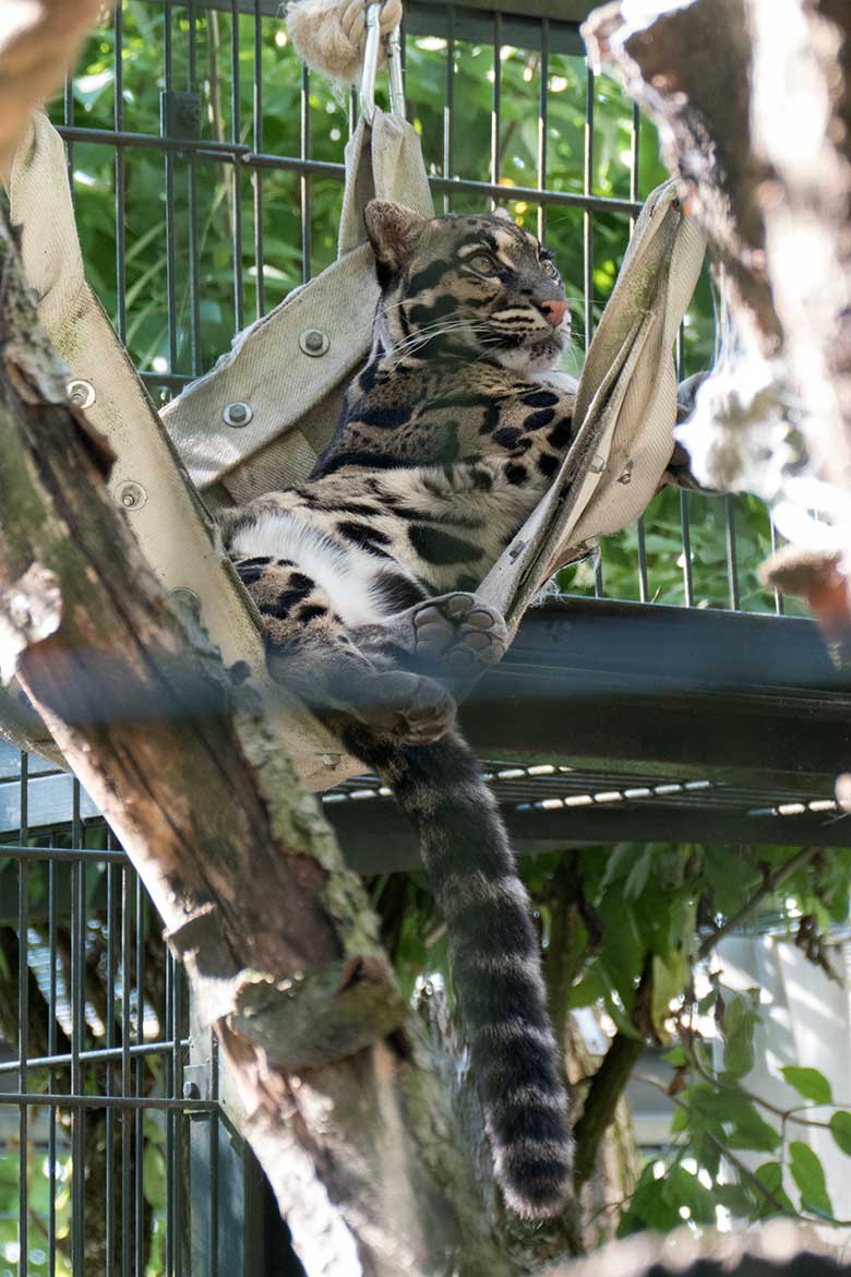 Nebelparderin AMBIKA am 7. August 2020 auf der Außenanlage am Großkatzen-Haus im Zoo Wuppertal