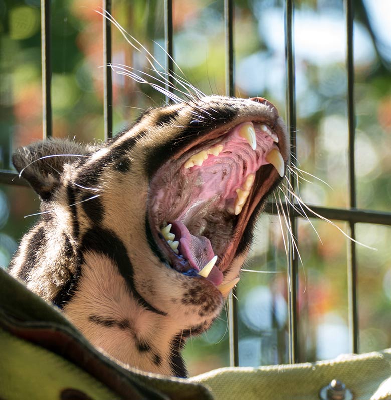Nebelparderin AMBIKA am 7. August 2020 auf der Außenanlage am Großkatzen-Haus im Zoologischen Garten Wuppertal