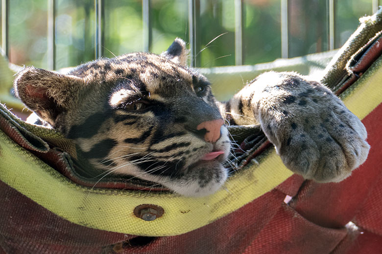 Nebelparderin AMBIKA am 7. August 2020 auf der Außenanlage am Großkatzen-Haus im Zoo Wuppertal