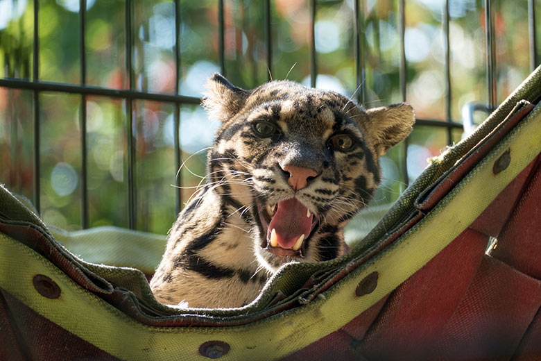 Nebelparderin AMBIKA am 7. August 2020 auf der Außenanlage am Großkatzen-Haus im Wuppertaler Zoo