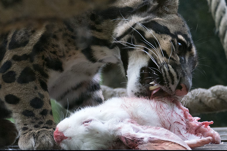 Nebelparderin AMBIKA mit Futter-Hase am 10. August 2020 auf der Außenanlage am Großkatzen-Haus im Grünen Zoo Wuppertal