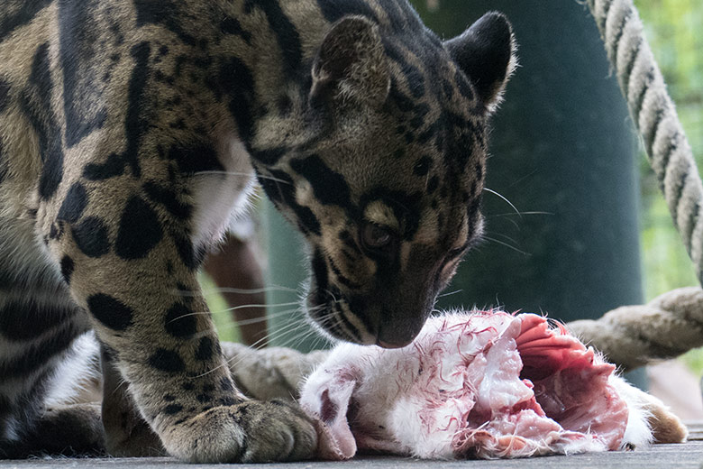 Nebelparderin AMBIKA mit Futter-Hase am 10. August 2020 auf der Außenanlage am Großkatzen-Haus im Zoologischen Garten der Stadt Wuppertal