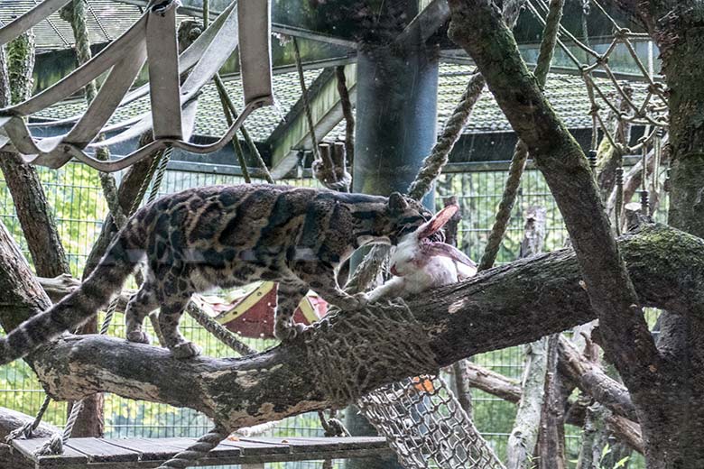 Nebelparderin AMBIKA mit Futter-Hase am 10. August 2020 auf der Außenanlage am Großkatzen-Haus im Grünen Zoo Wuppertal