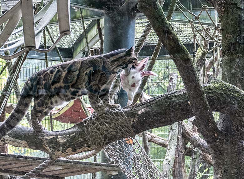 Nebelparderin AMBIKA mit Futter-Hase am 10. August 2020 auf der Außenanlage am Großkatzen-Haus im Zoologischen Garten Wuppertal