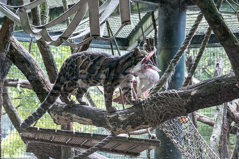 Nebelparderin AMBIKA mit Futter-Hase am 10. August 2020 auf der Außenanlage am Großkatzen-Haus im Zoo Wuppertal