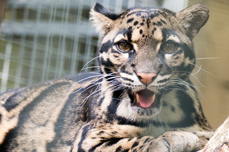 Weiblicher Nebelparder AMBIKA am 1. September 2020 auf der Außenanlage am Großkatzen-Haus im Grünen Zoo Wuppertal