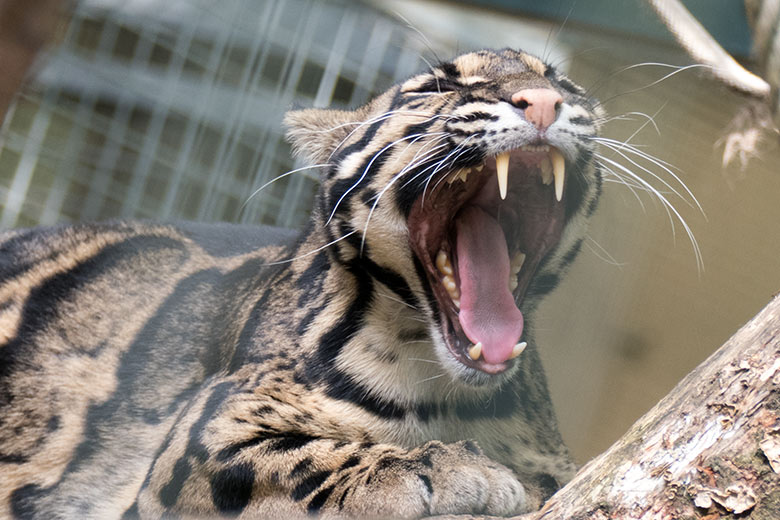 Weiblicher Nebelparder AMBIKA am 1. September 2020 auf der Außenanlage am Großkatzen-Haus im Zoo Wuppertal