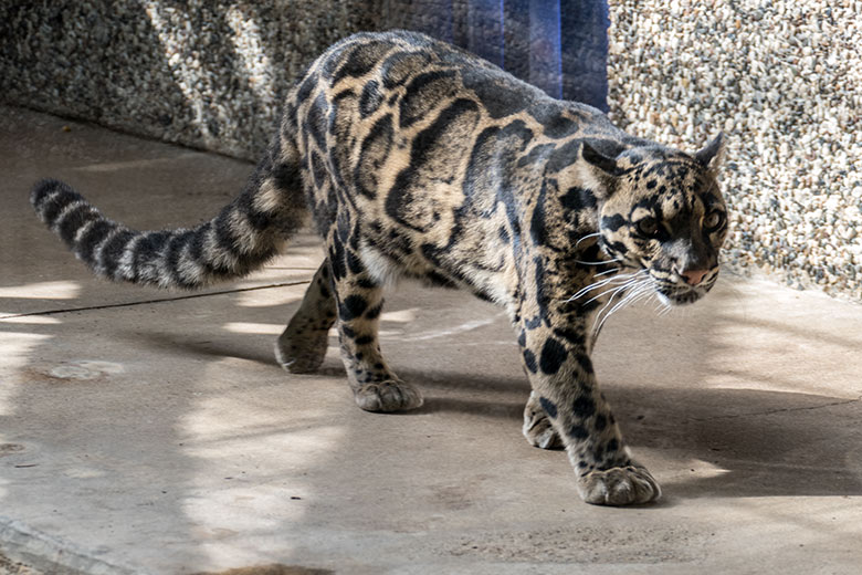 Weiblicher Nebelparder AMBIKA am 1. September 2020 auf der Außenanlage am Großkatzen-Haus im Wuppertaler Zoo