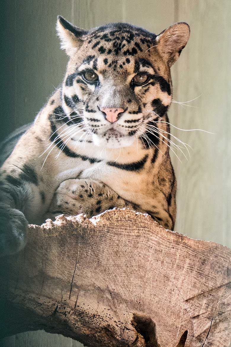 Männlicher Nebelparder KAPUAS am 1. September 2020 auf der Außenanlage am Großkatzen-Haus im Zoologischen Garten der Stadt Wuppertal