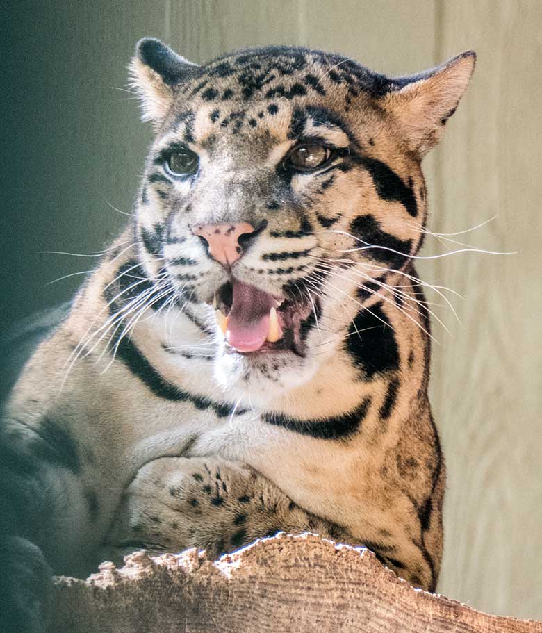 Männlicher Nebelparder KAPUAS am 1. September 2020 auf der Außenanlage am Großkatzen-Haus im Grünen Zoo Wuppertal