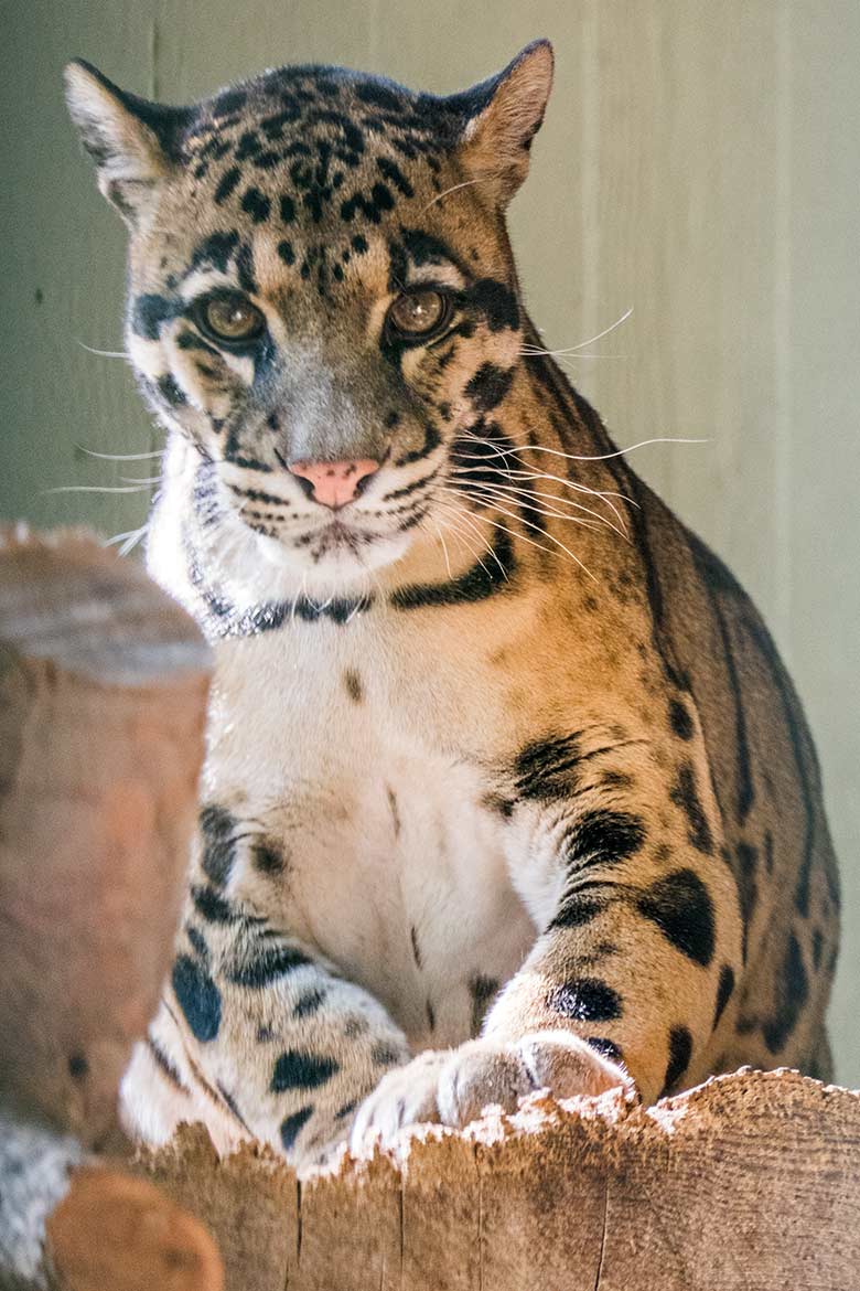 Männlicher Nebelparder KAPUAS am 1. September 2020 auf der Außenanlage am Großkatzen-Haus im Zoologischen Garten Wuppertal