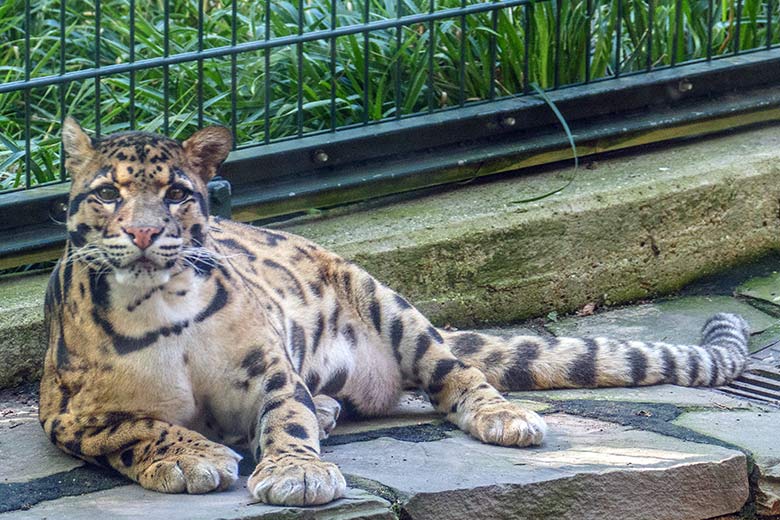 Männlicher Nebelparder KAPUAS am 15. September 2020 mittags um 13:06 Uhr auf der Außenanlage am Großkatzen-Haus im Grünen Zoo Wuppertal