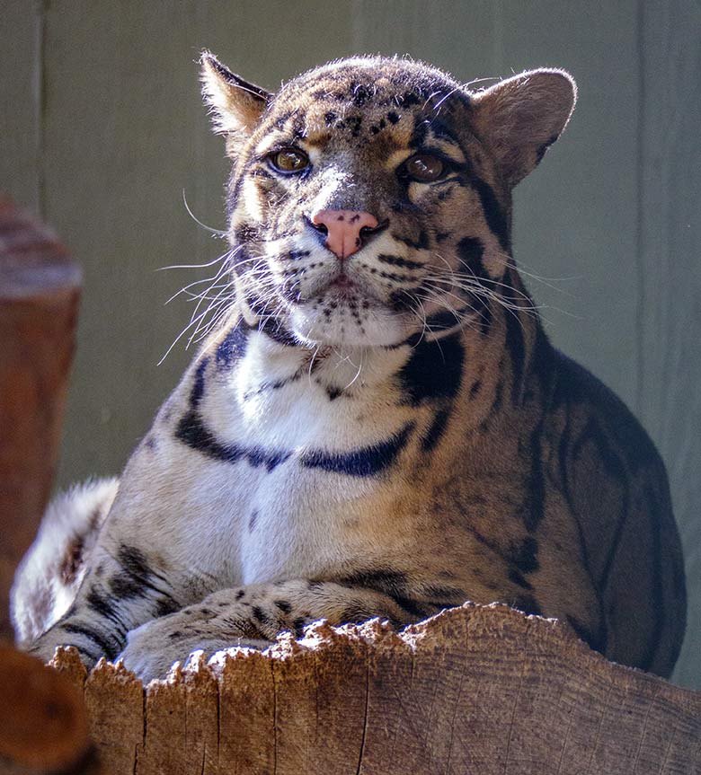 Männlicher Nebelparder KAPUAS am 15. September 2020 nachmittags um 16:52 Uhr auf der Außenanlage am Großkatzen-Haus im Wuppertaler Zoo