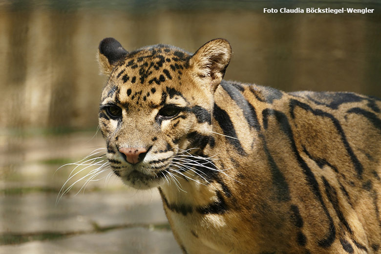 Männlicher Nebelparder KAPURS am 4. Juni 2021 auf der Außenanlage am Großkatzen-Haus im Grünen Zoo Wuppertal (Foto Claudia Böckstiegel-Wengler)