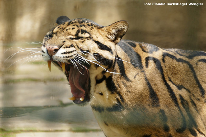 Männlicher Nebelparder KAPUAS am 4. Juni 2021 auf der Außenanlage am Großkatzen-Haus im Wuppertaler Zoo (Foto Claudia Böckstiegel-Wengler)