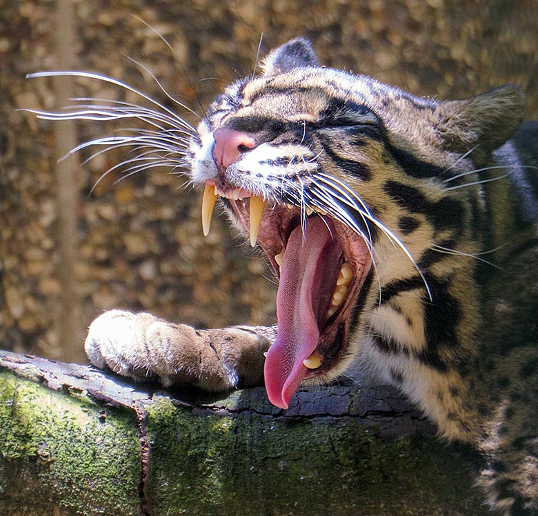 Nebelparder-Katze AMBIKA am 14. Juni 2021 auf der Außenanlage am Großkatzen-Haus im Grünen Zoo Wuppertal