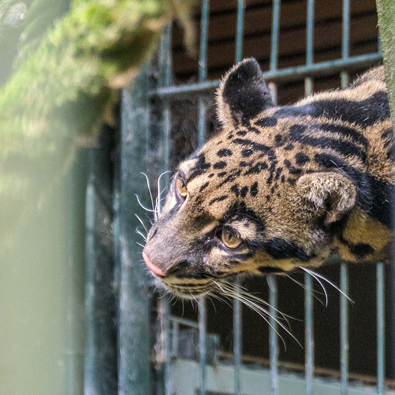 Nebelparder-Katze AMBIKA am 23. Juni 2021 auf der Außenanlage am Großkatzen-Haus im Wuppertaler Zoo