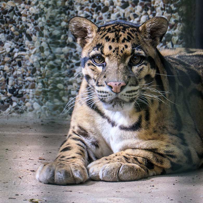 Nebelparder-Kater KAPUAS am 23. Juni 2021 auf der Außenanlage am Großkatzen-Haus im Grünen Zoo Wuppertal