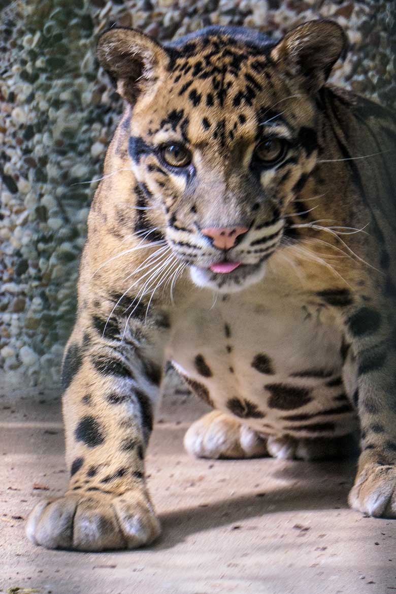 Nebelparder-Kater KAPUAS am 23. Juni 2021 auf der Außenanlage am Großkatzen-Haus im Zoologischen Garten der Stadt Wuppertal