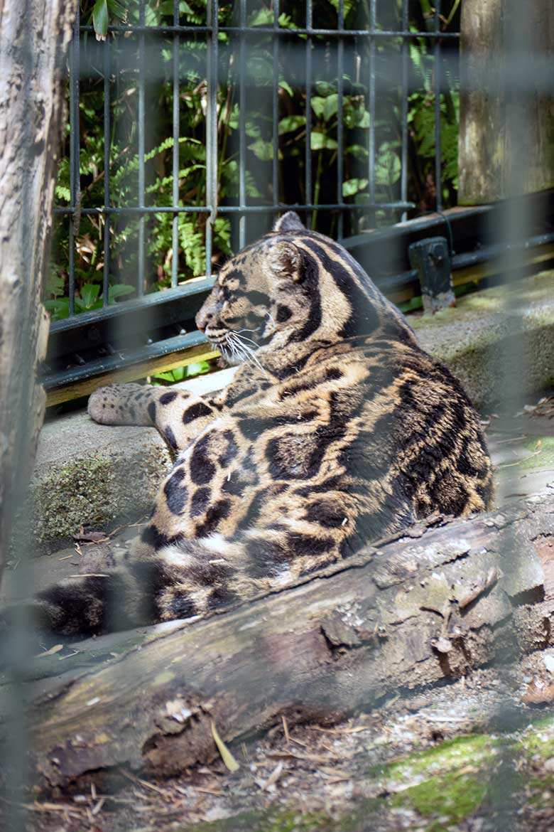 Weiblicher Nebelparder AMBIKA am 2. August 2022 im Außengehege am Großkatzen-Haus im Zoologischen Garten Wuppertal