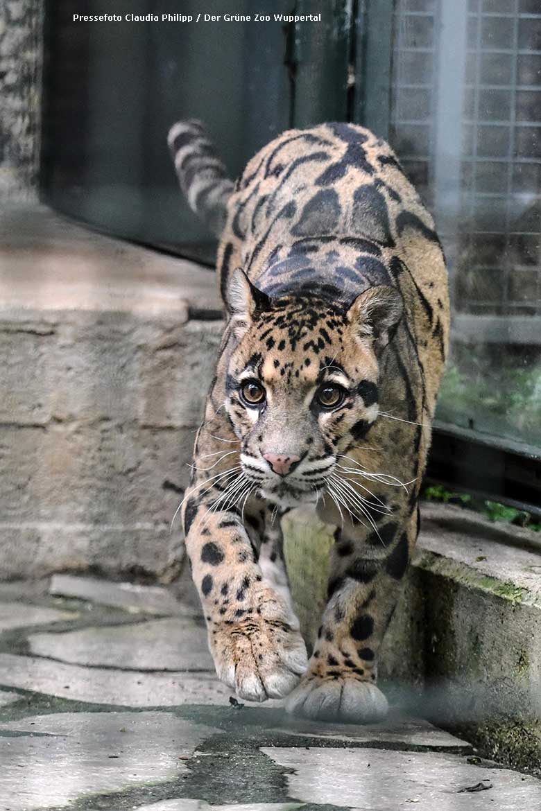 Männlicher Nebelparder KAPUAS am 9. Juli 2021 im Außengehege am Großkatzen-Haus im Grünen Zoo Wuppertal (Pressefoto Claudia Philipp - Der Grüne Zoo Wuppertal)