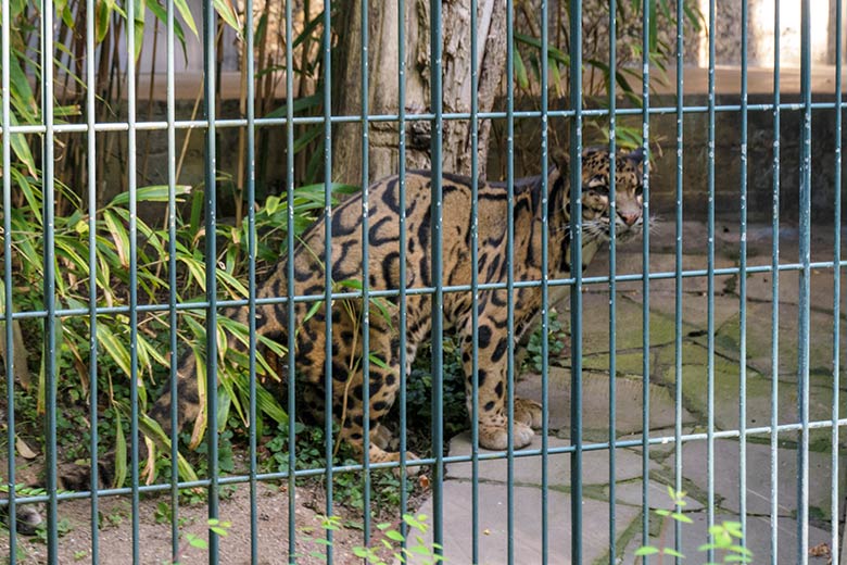 Männlicher Nebelparder KAPUAS am 29. August 2022 im Außengehege am Großkatzen-Haus im Zoologischen Garten der Stadt Wuppertal