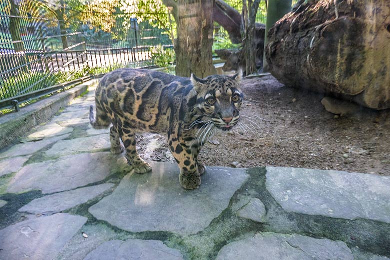 Nebelparderin AMBIKA am 22. September 2022 in der Außenanlage am Großkatzen-Haus im Grünen Zoo Wuppertal