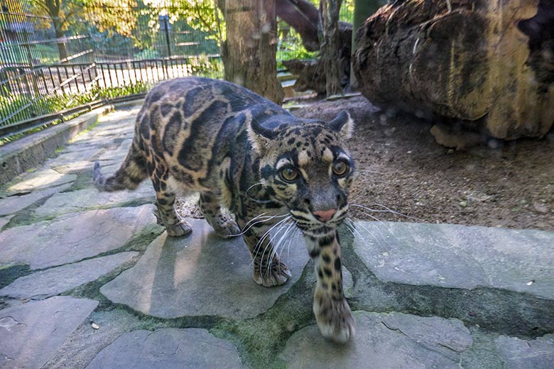 Nebelparder-Katze AMBIKA am 22. September 2022 in der Außenanlage am Großkatzen-Haus im Zoologischen Garten Wuppertal