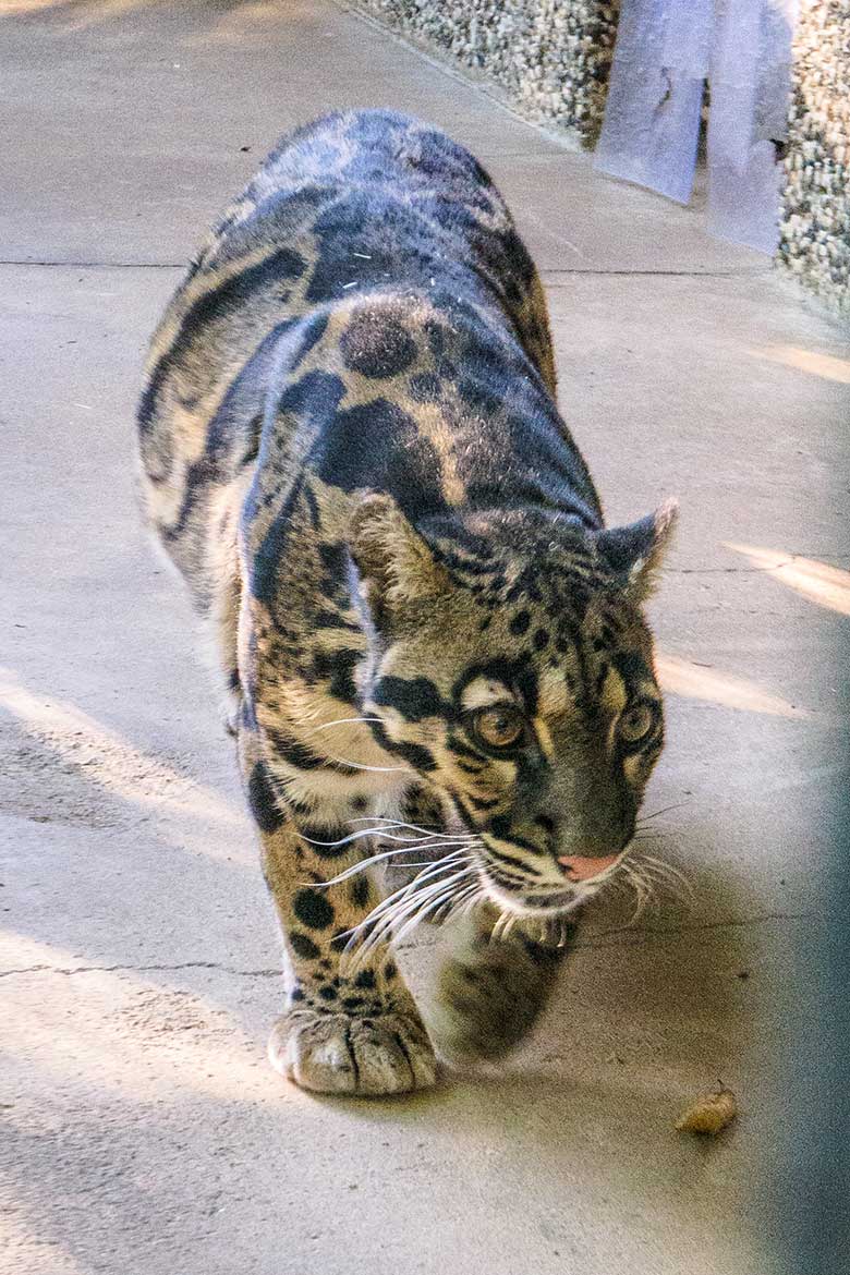 Nebelparderin AMBIKA am 22. September 2022 in der Außenanlage am Großkatzen-Haus im Wuppertaler Zoo