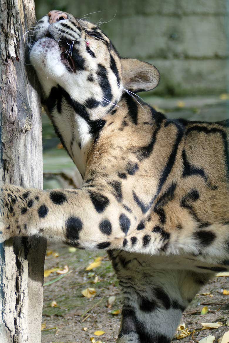 Nebelparder-Kater KAPUAS am 29. Oktober 2022 auf der Außenanlage am Großkatzen-Haus im Grünen Zoo Wuppertal