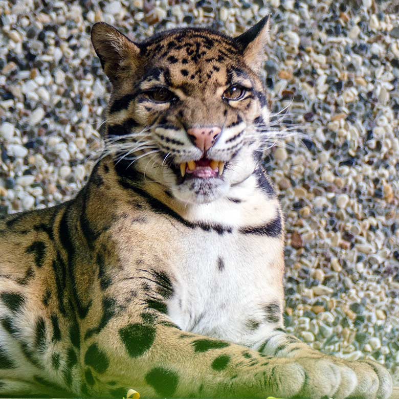 Nebelparder-Kater KAPUAS am 29. Oktober 2022 auf der Außenanlage am Großkatzen-Haus im Grünen Zoo Wuppertal